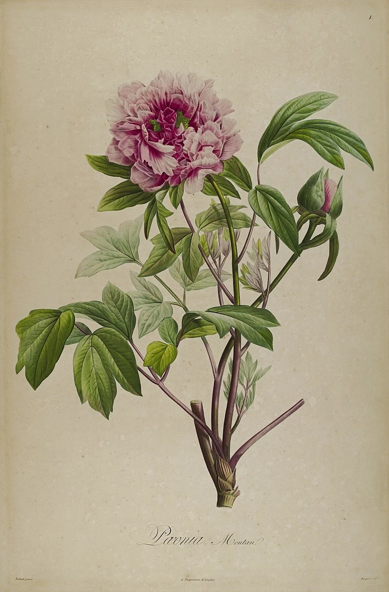 Paeonia suffruticosa.jpg